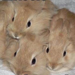 Meet your Posher, Moon